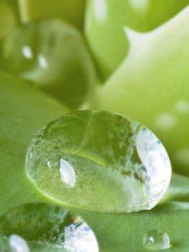 aloes-dla-skory-jak-uzywac-tej-cudownej-rosliny_loreal_paris